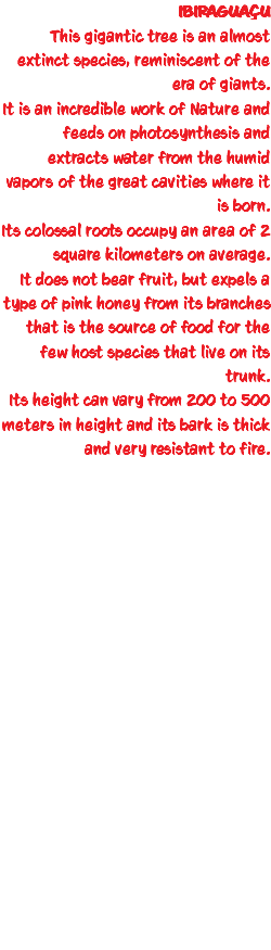 IBIRAGUAÇU This gigantic tree is an almost extinct species, reminiscent of the era of giants. It is an incredible work of Nature and feeds on photosynthesis and extracts water from the humid vapors of the great cavities where it is born. Its colossal roots occupy an area of 2 square kilometers on average. It does not bear fruit, but expels a type of pink honey from its branches that is the source of food for the few host species that live on its trunk. Its height can vary from 200 to 500 meters in height and its bark is thick and very resistant to fire. 
